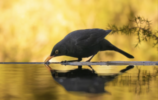 Amsel im Morgenlicht