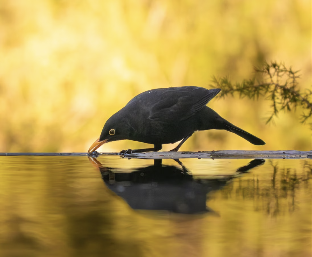 Amsel im Morgenlicht